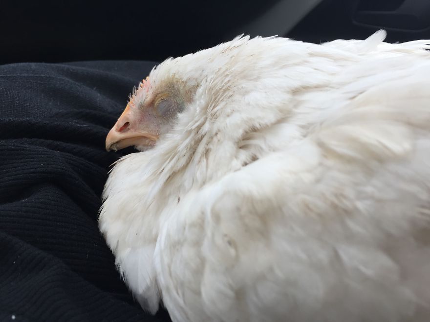 Heartwarming Story Of A Chicken Named Victoria Who Found A Loving Home After Escaping A Factory Farm