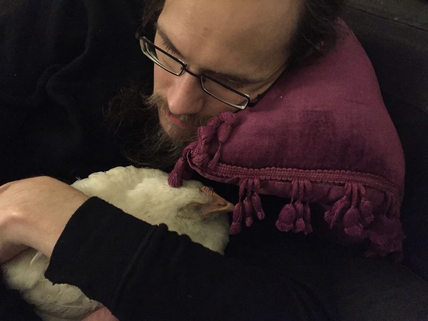 Heartwarming Story Of A Chicken Named Victoria Who Found A Loving Home After Escaping A Factory Farm