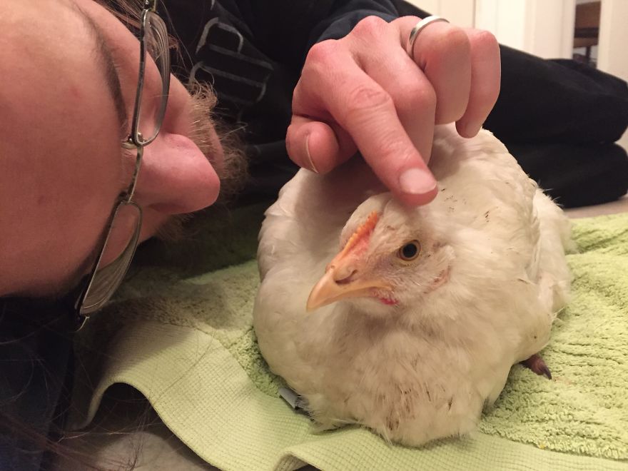 Heartwarming Story Of A Chicken Named Victoria Who Found A Loving Home After Escaping A Factory Farm