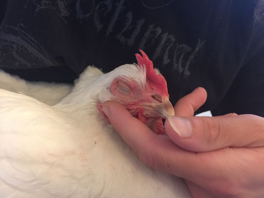 Heartwarming Story Of A Chicken Named Victoria Who Found A Loving Home After Escaping A Factory Farm
