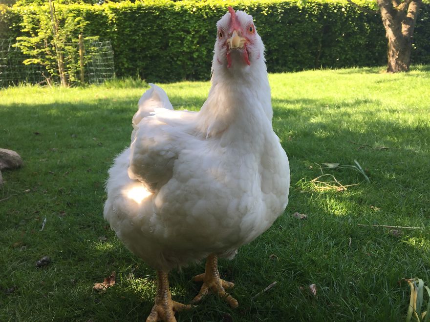 Heartwarming Story Of A Chicken Named Victoria Who Found A Loving Home After Escaping A Factory Farm