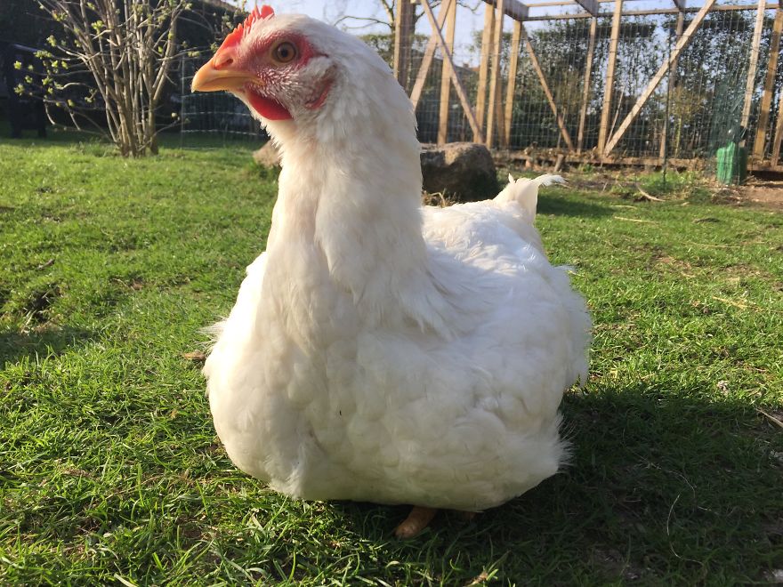 Heartwarming Story Of A Chicken Named Victoria Who Found A Loving Home After Escaping A Factory Farm