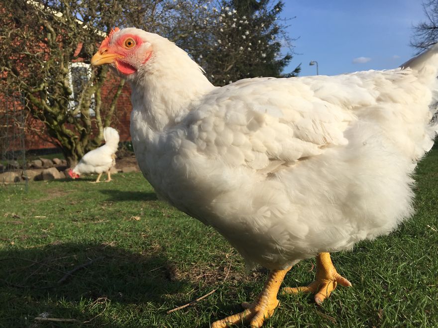 Heartwarming Story Of A Chicken Named Victoria Who Found A Loving Home After Escaping A Factory Farm