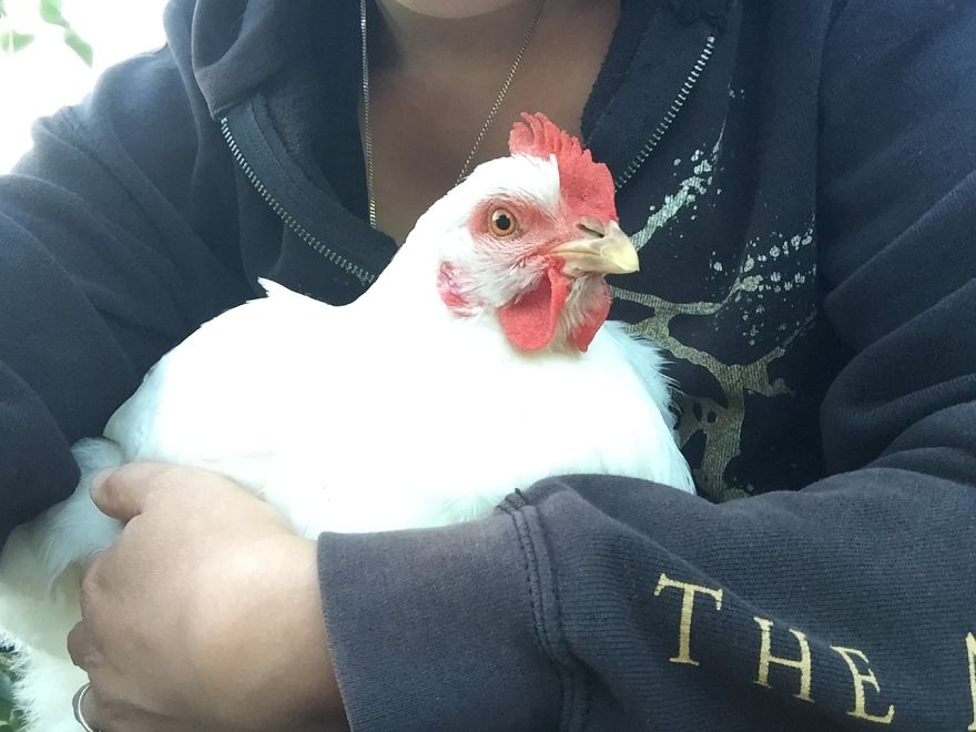 Heartwarming Story Of A Chicken Named Victoria Who Found A Loving Home After Escaping A Factory Farm