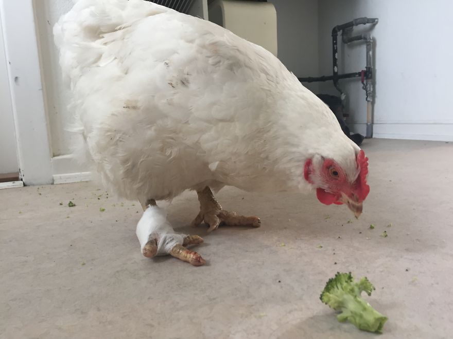 Heartwarming Story Of A Chicken Named Victoria Who Found A Loving Home After Escaping A Factory Farm