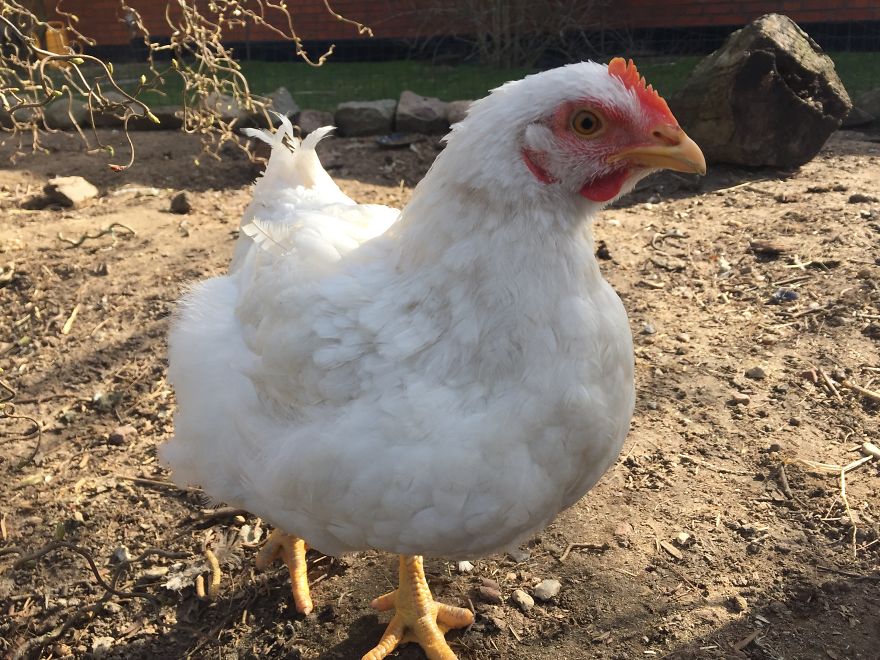 Heartwarming Story Of A Chicken Named Victoria Who Found A Loving Home After Escaping A Factory Farm