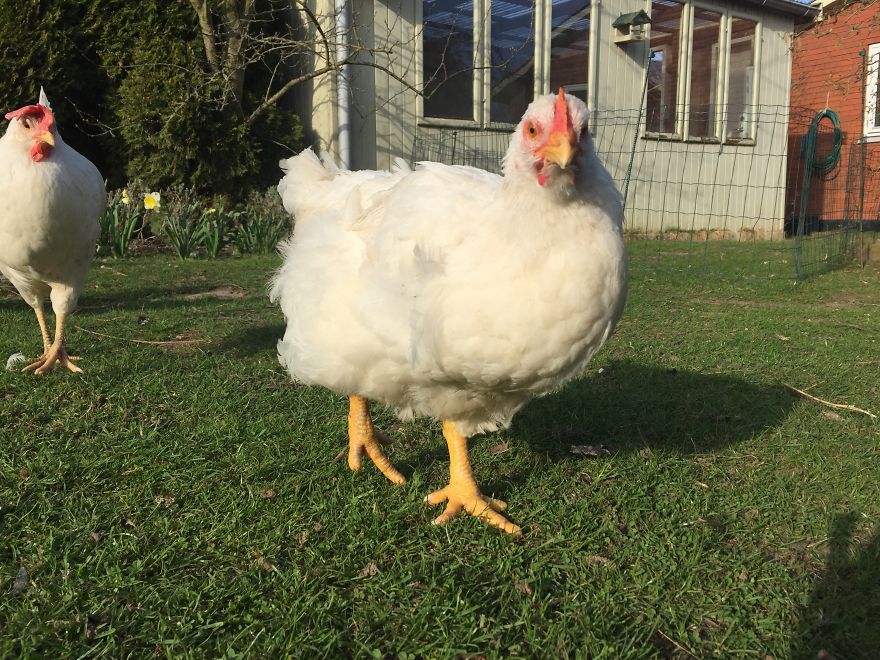 Heartwarming Story Of A Chicken Named Victoria Who Found A Loving Home After Escaping A Factory Farm
