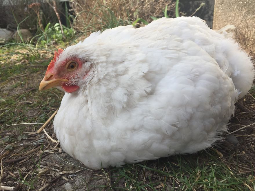 Heartwarming Story Of A Chicken Named Victoria Who Found A Loving Home After Escaping A Factory Farm