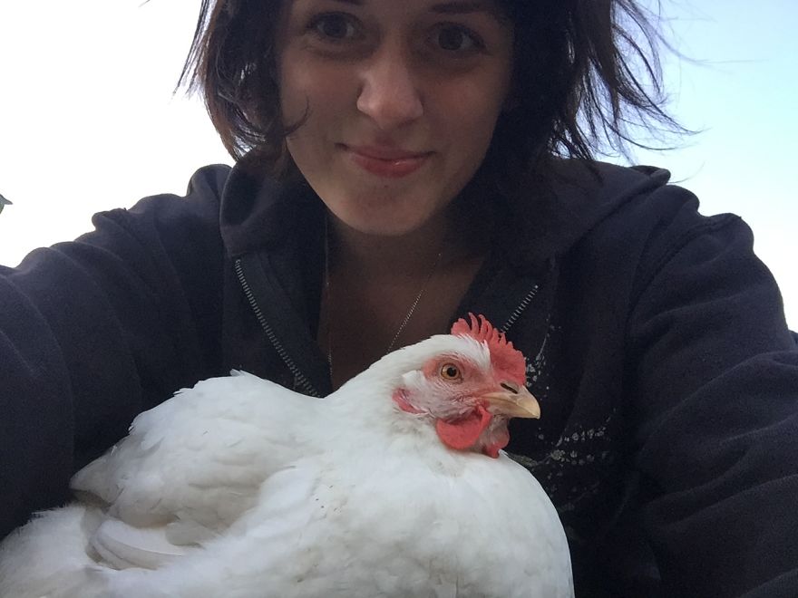 Heartwarming Story Of A Chicken Named Victoria Who Found A Loving Home After Escaping A Factory Farm