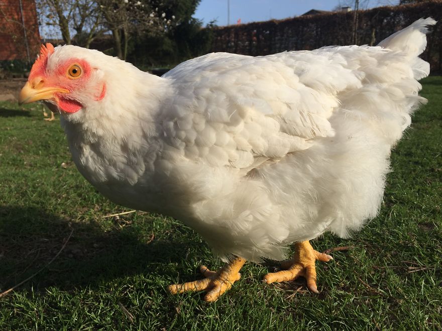 Heartwarming Story Of A Chicken Named Victoria Who Found A Loving Home After Escaping A Factory Farm
