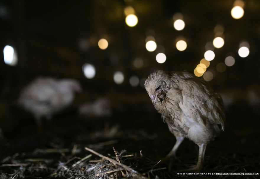Heartwarming Story Of A Chicken Named Victoria Who Found A Loving Home After Escaping A Factory Farm
