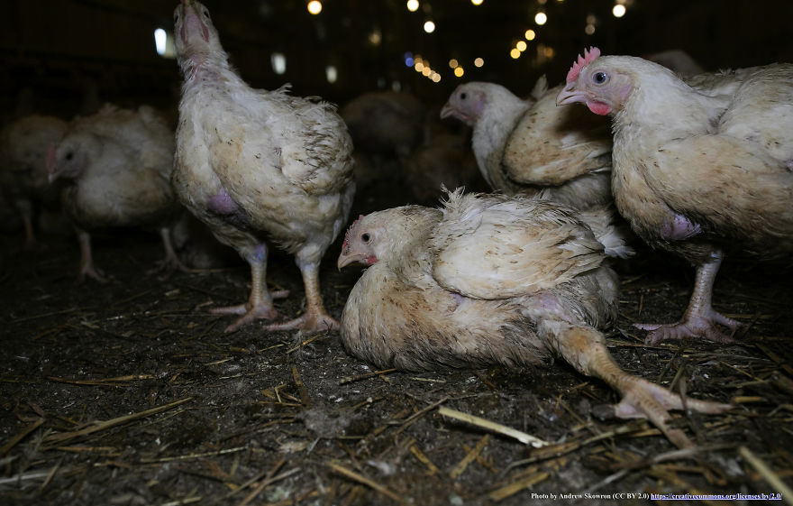Heartwarming Story Of A Chicken Named Victoria Who Found A Loving Home After Escaping A Factory Farm