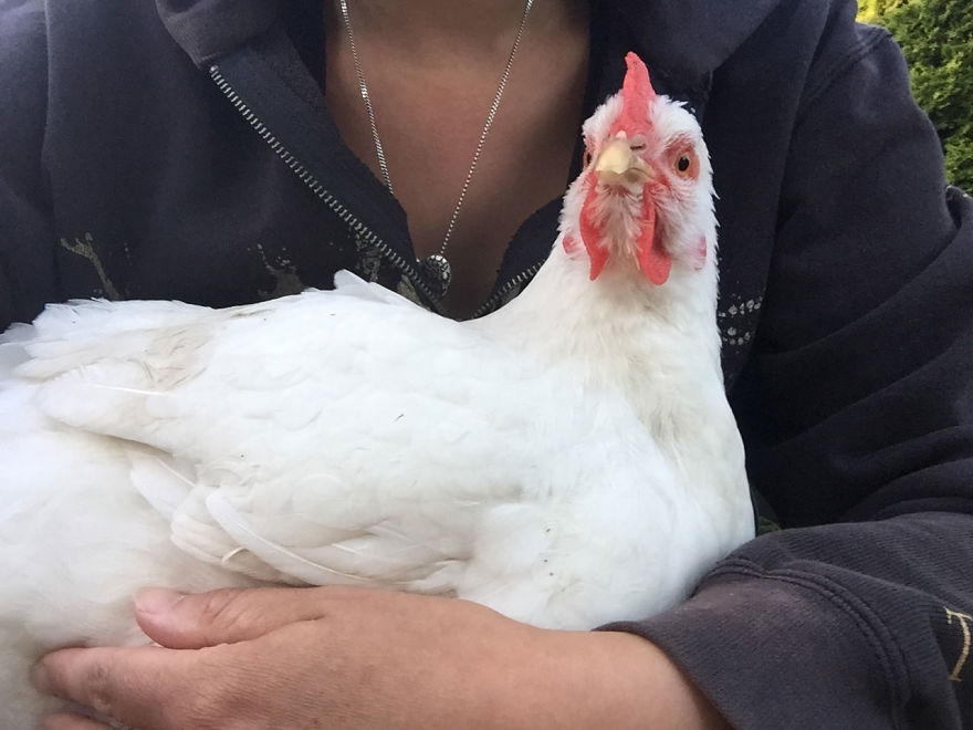 Heartwarming Story Of A Chicken Named Victoria Who Found A Loving Home After Escaping A Factory Farm
