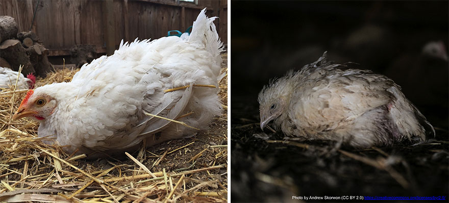 Heartwarming Story Of A Chicken Named Victoria Who Found A Loving Home After Escaping A Factory Farm