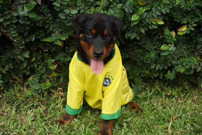 My Rotty Is A Big Brazil Football Fan !