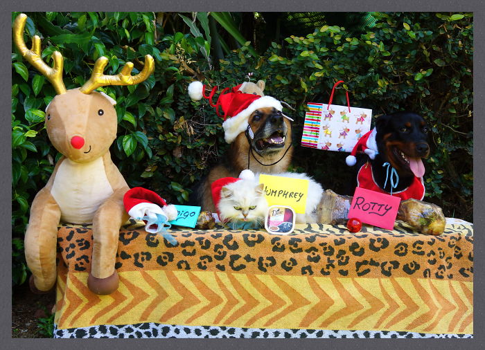 Christmas Is A Special Time Here In Cairns, Australia !