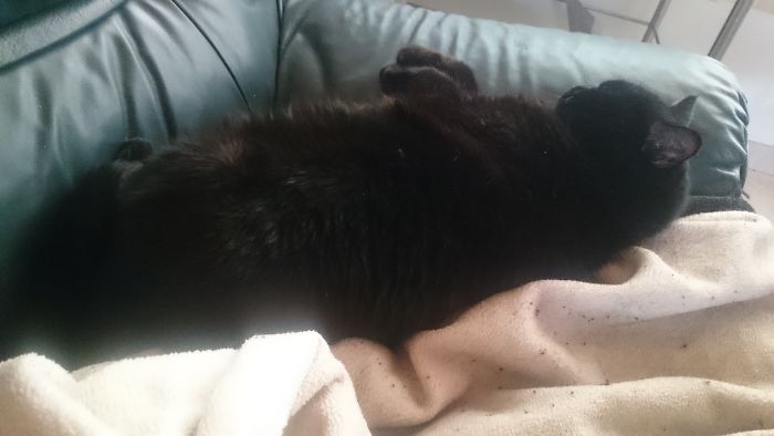 For Sale: Loaf Cat With Free Retractable Paws