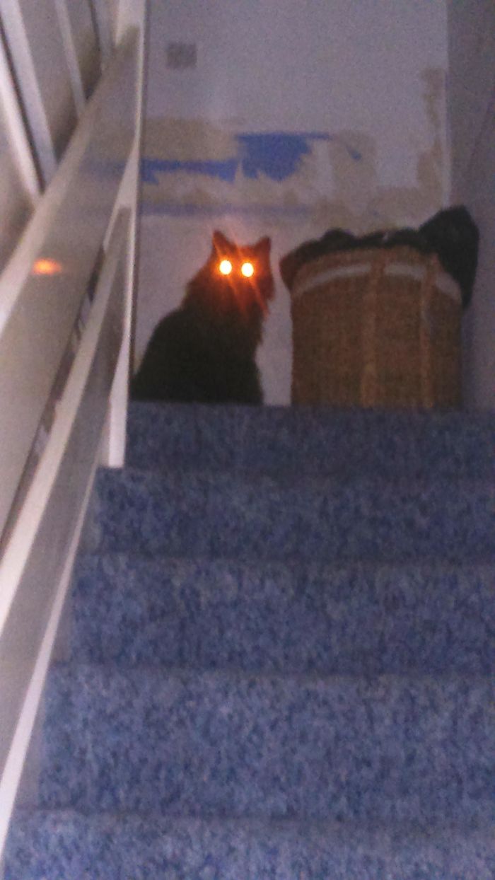 Came Home One Day When I Was Redecorating The House, Forgot I Left Flash On