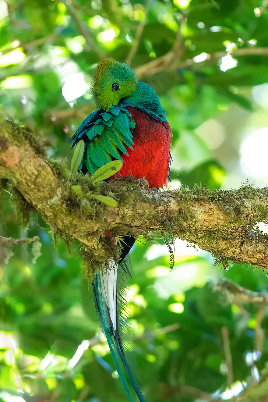 Resplendent Quetzal- The Most Beautiful Bird I Have Seen In My Life
