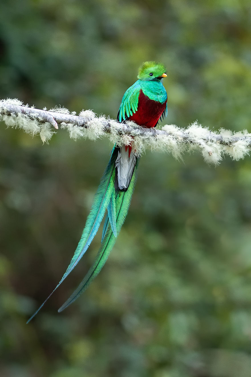 Resplendent Quetzal- The Most Beautiful Bird I Have Seen In My Life