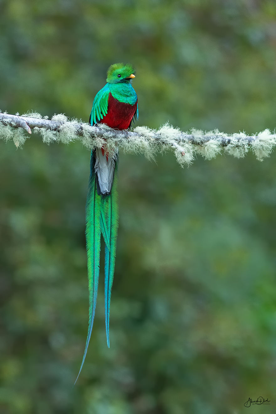 Resplendent Quetzal- The Most Beautiful Bird I Have Seen In My Life