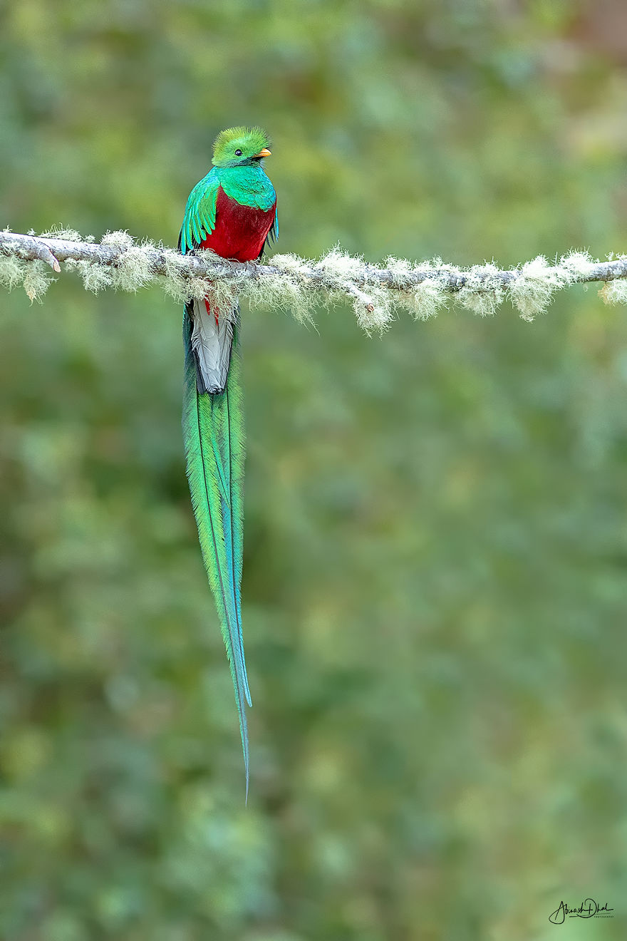 Resplendent Quetzal- The Most Beautiful Bird I Have Seen In My Life