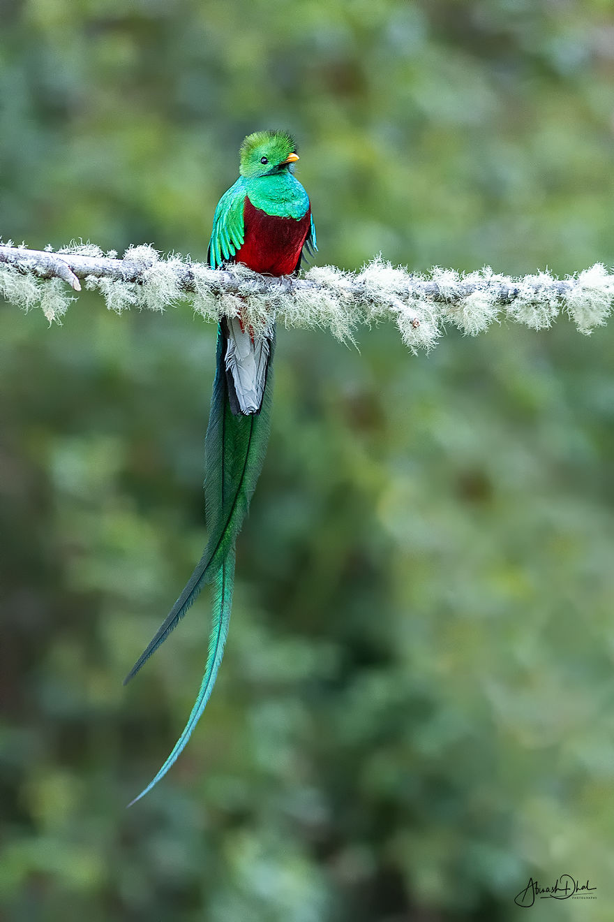 Resplendent Quetzal- The Most Beautiful Bird I Have Seen In My Life