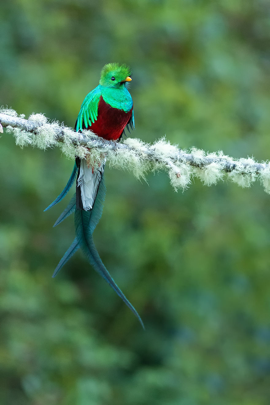 Resplendent Quetzal- The Most Beautiful Bird I Have Seen In My Life