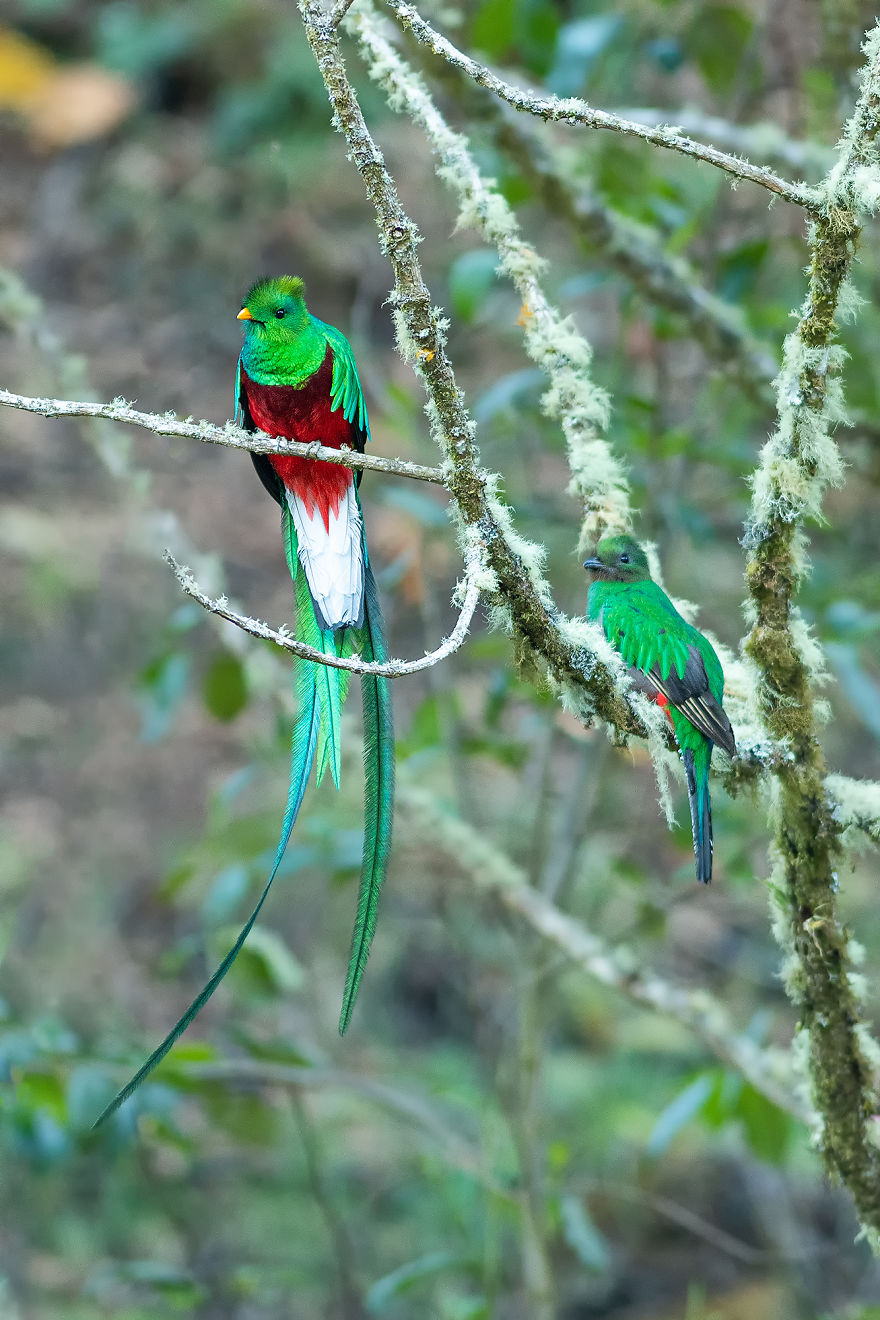Resplendent Quetzal- The Most Beautiful Bird I Have Seen In My Life