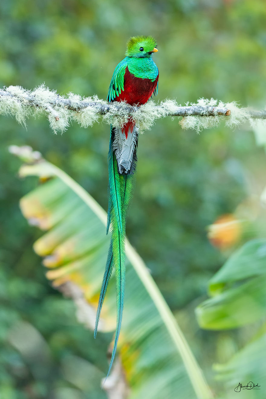 Resplendent Quetzal- The Most Beautiful Bird I Have Seen In My Life