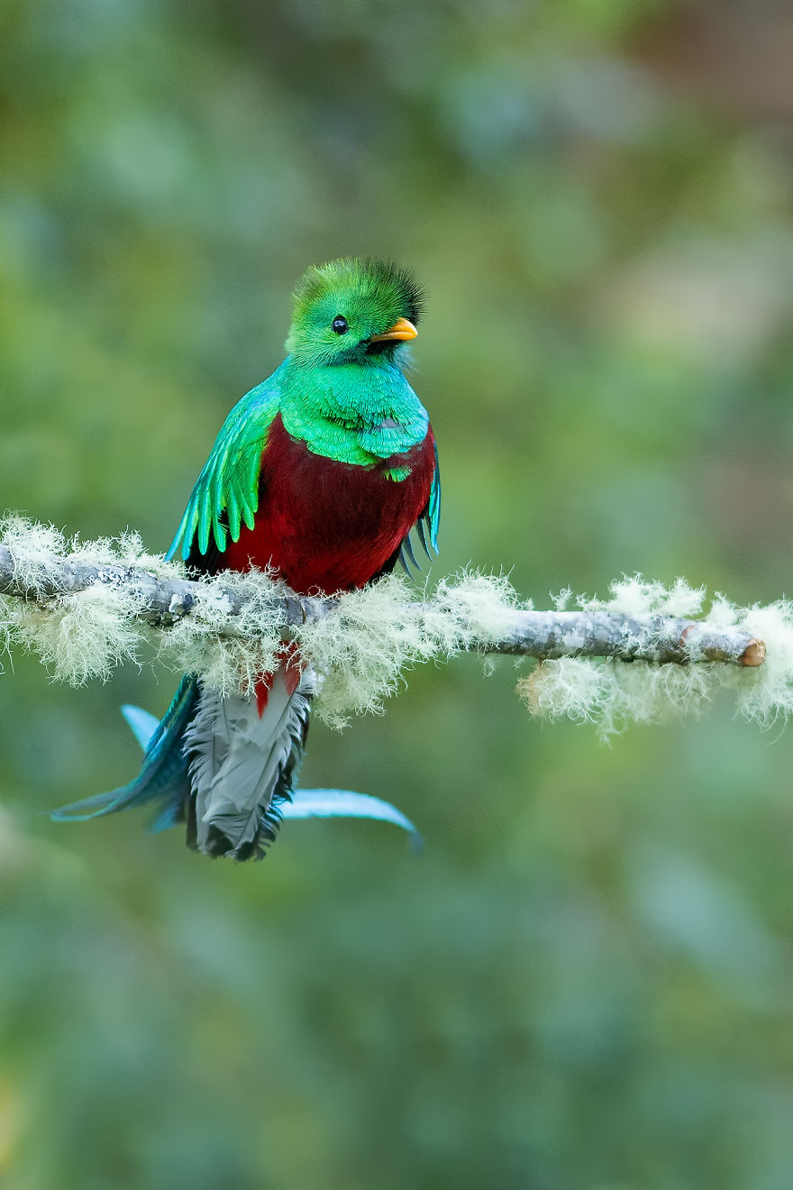 Resplendent Quetzal- The Most Beautiful Bird I Have Seen In My Life