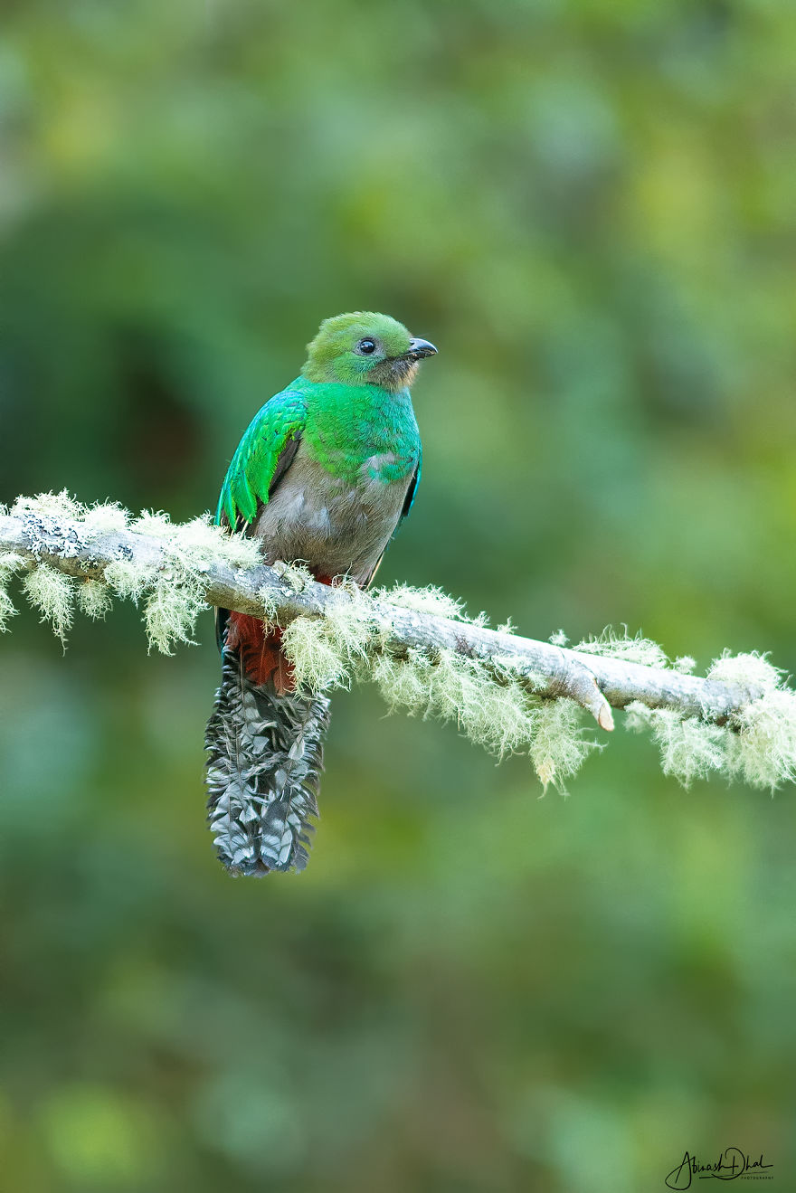 Resplendent Quetzal- The Most Beautiful Bird I Have Seen In My Life