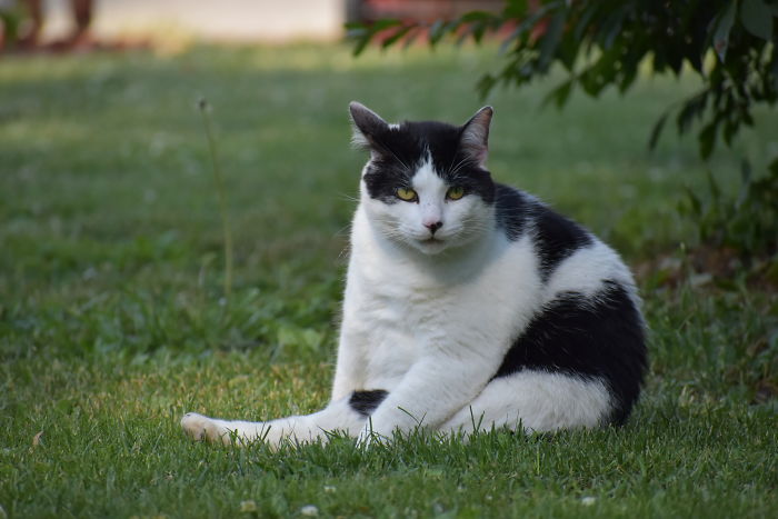 Oreo The Fat Requires Privacy When Cleaning Himself