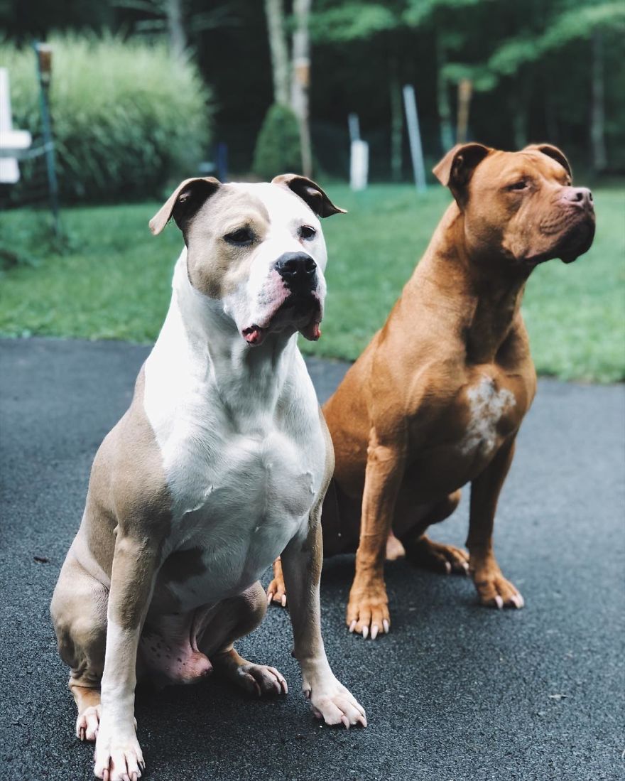 Camera Catches Dog Taking His Bed To His Sick Brother Camera Catches Dog Taking His Bed To His Sick Brother