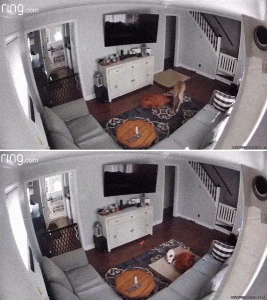 Camera Catches Dog Taking His Bed To His Sick Brother Camera Catches Dog Taking His Bed To His Sick Brother