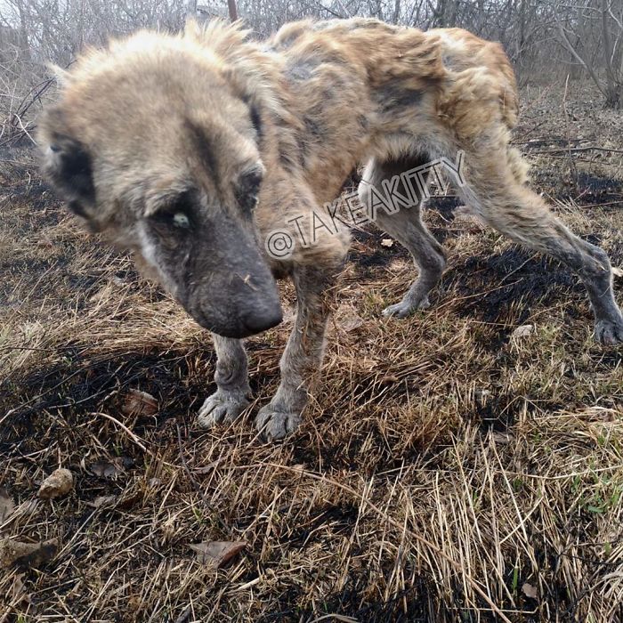 People Find A Dog Left For Dead By Breeders With Her Uterus Hanging Out