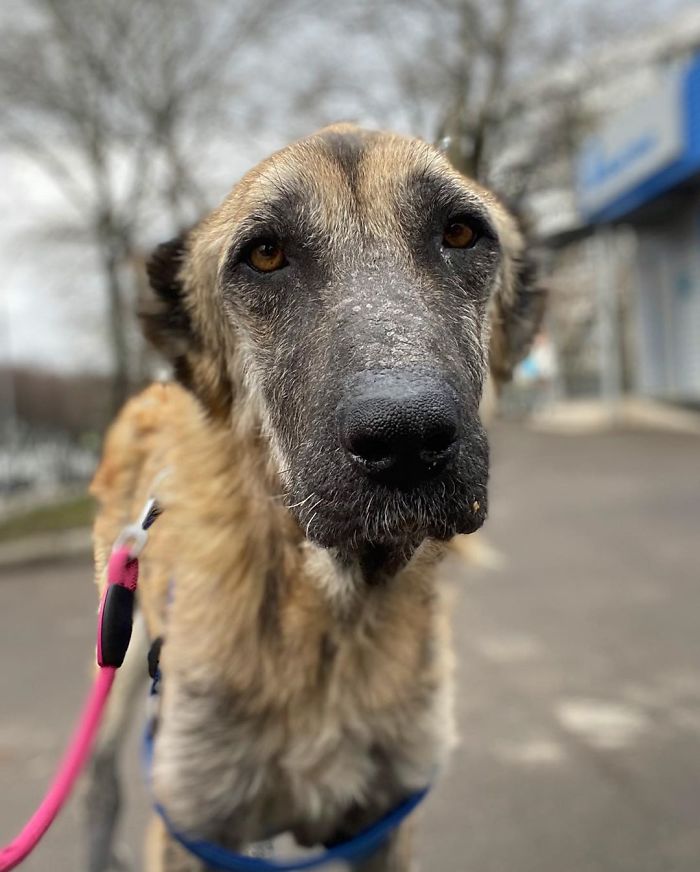 People Find A Dog Left For Dead By Breeders With Her Uterus Hanging Out People Find A Dog Left For Dead By Breeders With Her Uterus Hanging Out