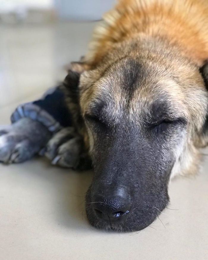 People Find A Dog Left For Dead By Breeders With Her Uterus Hanging Out People Find A Dog Left For Dead By Breeders With Her Uterus Hanging Out