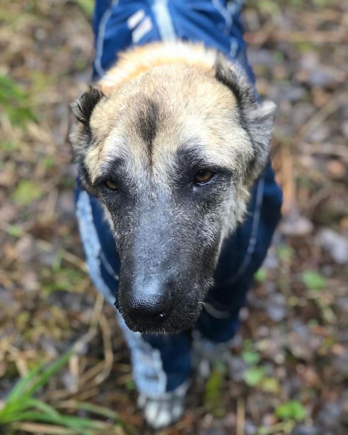 People Find A Dog Left For Dead By Breeders With Her Uterus Hanging Out