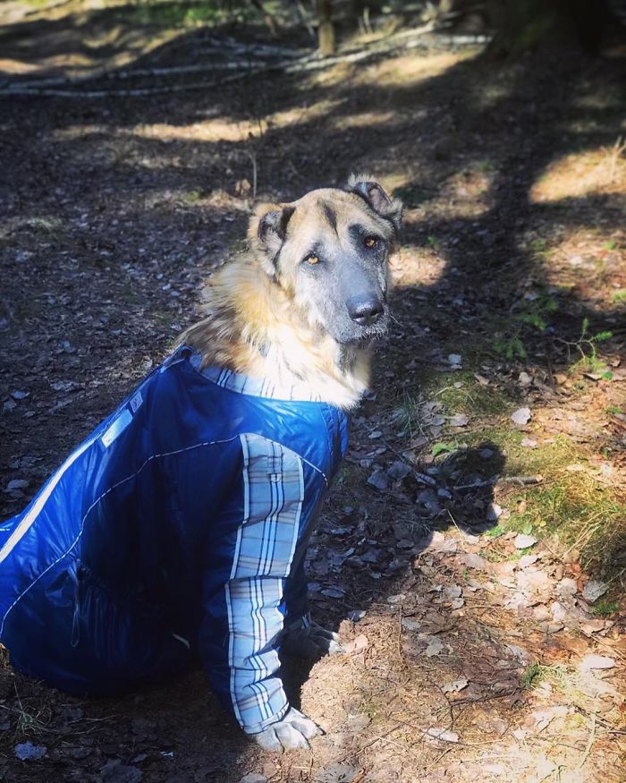 People Find A Dog Left For Dead By Breeders With Her Uterus Hanging Out