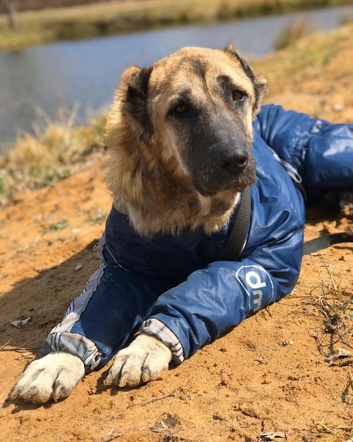 People Find A Dog Left For Dead By Breeders With Her Uterus Hanging Out People Find A Dog Left For Dead By Breeders With Her Uterus Hanging Out