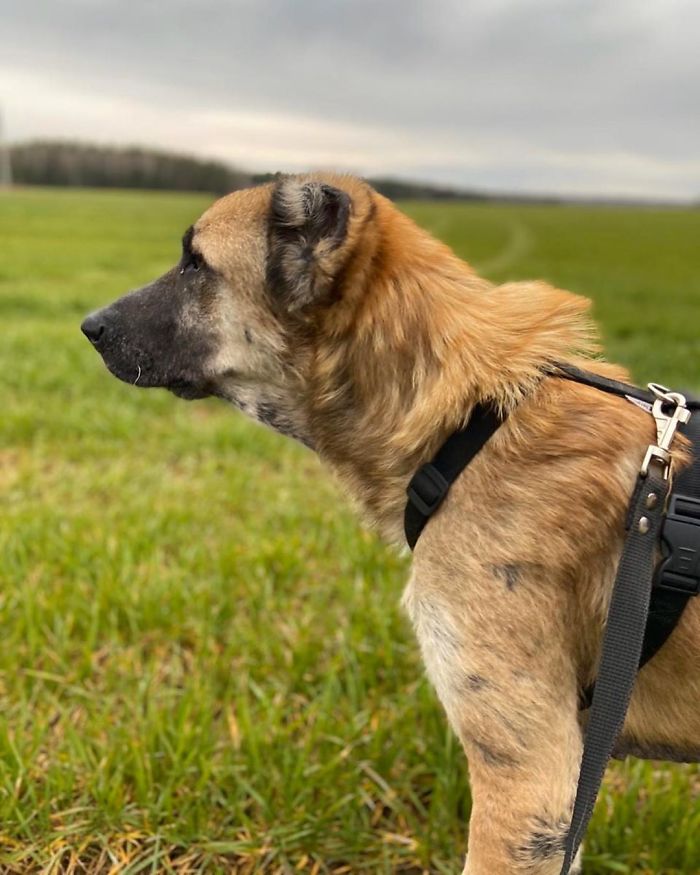 People Find A Dog Left For Dead By Breeders With Her Uterus Hanging Out People Find A Dog Left For Dead By Breeders With Her Uterus Hanging Out