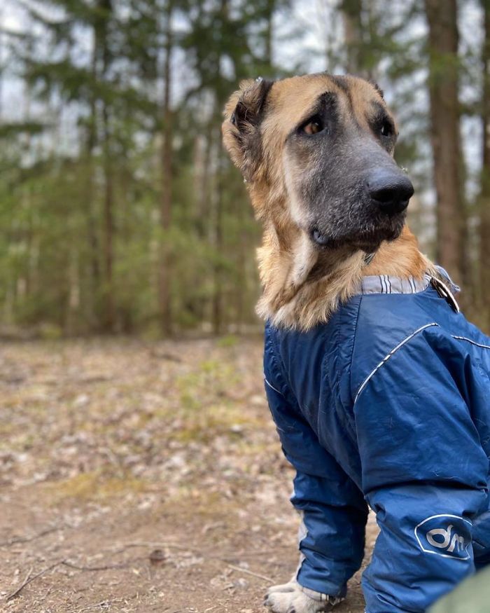 People Find A Dog Left For Dead By Breeders With Her Uterus Hanging Out