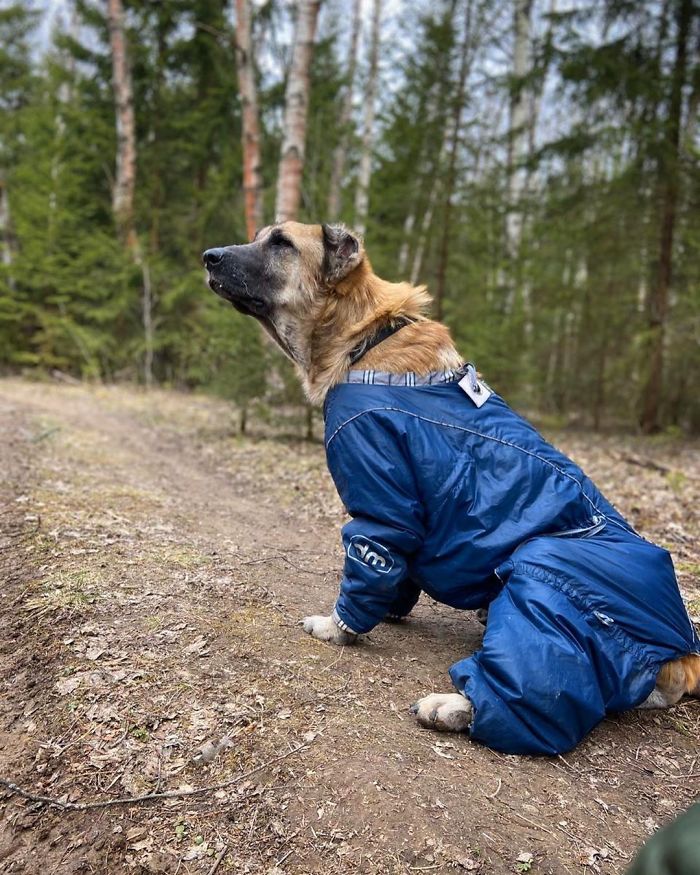 People Find A Dog Left For Dead By Breeders With Her Uterus Hanging Out