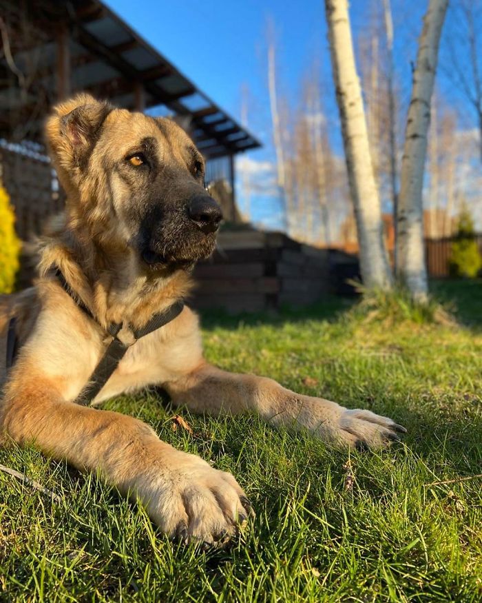 People Find A Dog Left For Dead By Breeders With Her Uterus Hanging Out