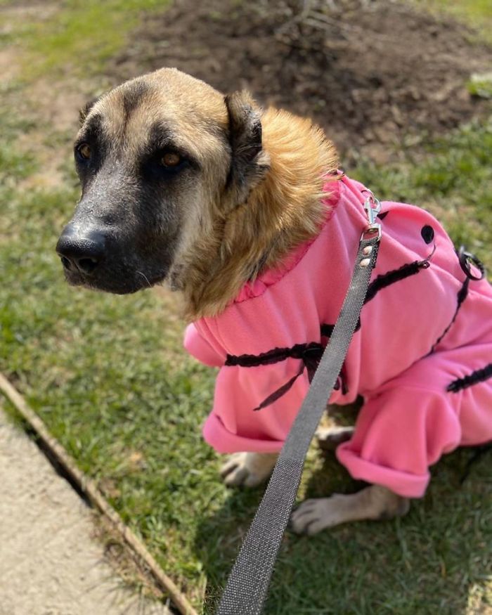 People Find A Dog Left For Dead By Breeders With Her Uterus Hanging Out People Find A Dog Left For Dead By Breeders With Her Uterus Hanging Out