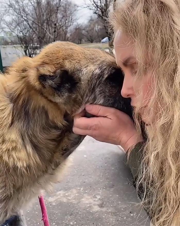 People Find A Dog Left For Dead By Breeders With Her Uterus Hanging Out