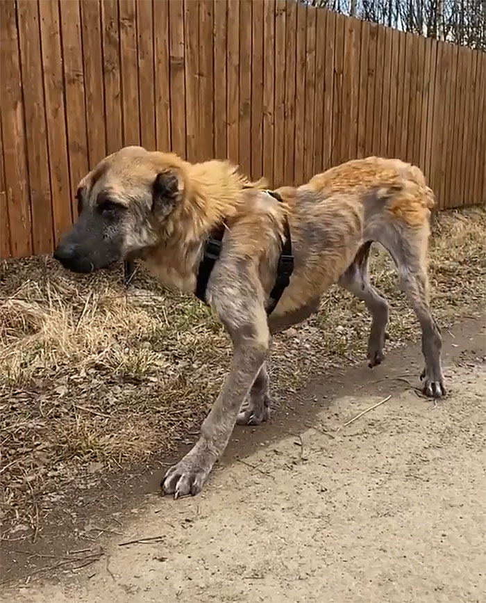 People Find A Dog Left For Dead By Breeders With Her Uterus Hanging Out