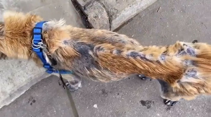 People Find A Dog Left For Dead By Breeders With Her Uterus Hanging Out