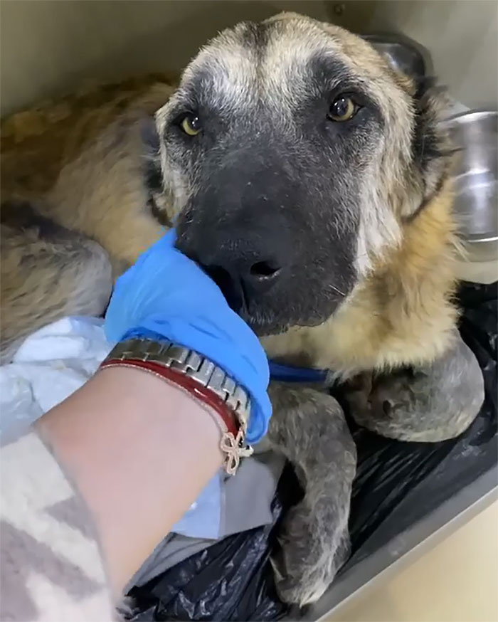 People Find A Dog Left For Dead By Breeders With Her Uterus Hanging Out People Find A Dog Left For Dead By Breeders With Her Uterus Hanging Out